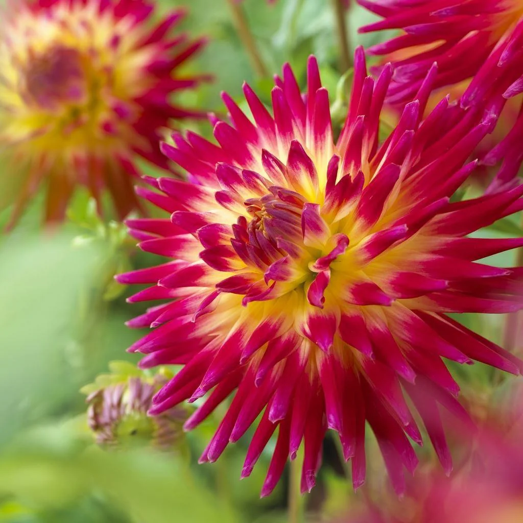 DAHLIA TAHITI SUNRISE I