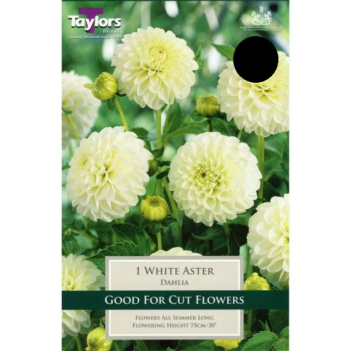 DAHLIA WHITE ASTER I
