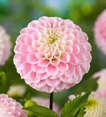 DAHLIA WIZARD OF OZ X 1 - Image 2