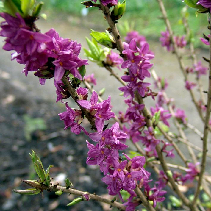 Daphne m. Rubra 60-70 CM C5