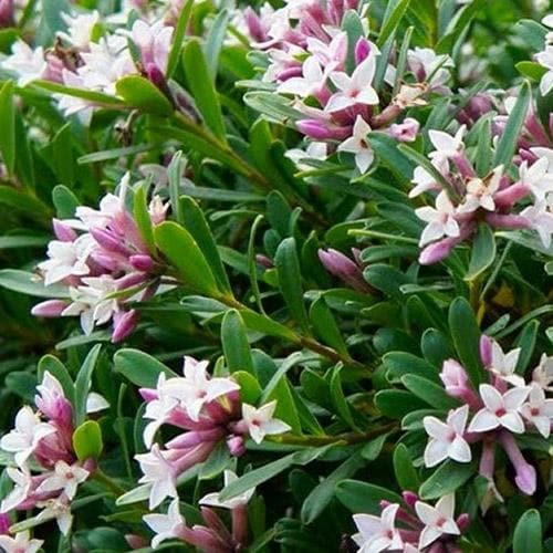 Daphne transatl. Eternal Fragrance - Image 2