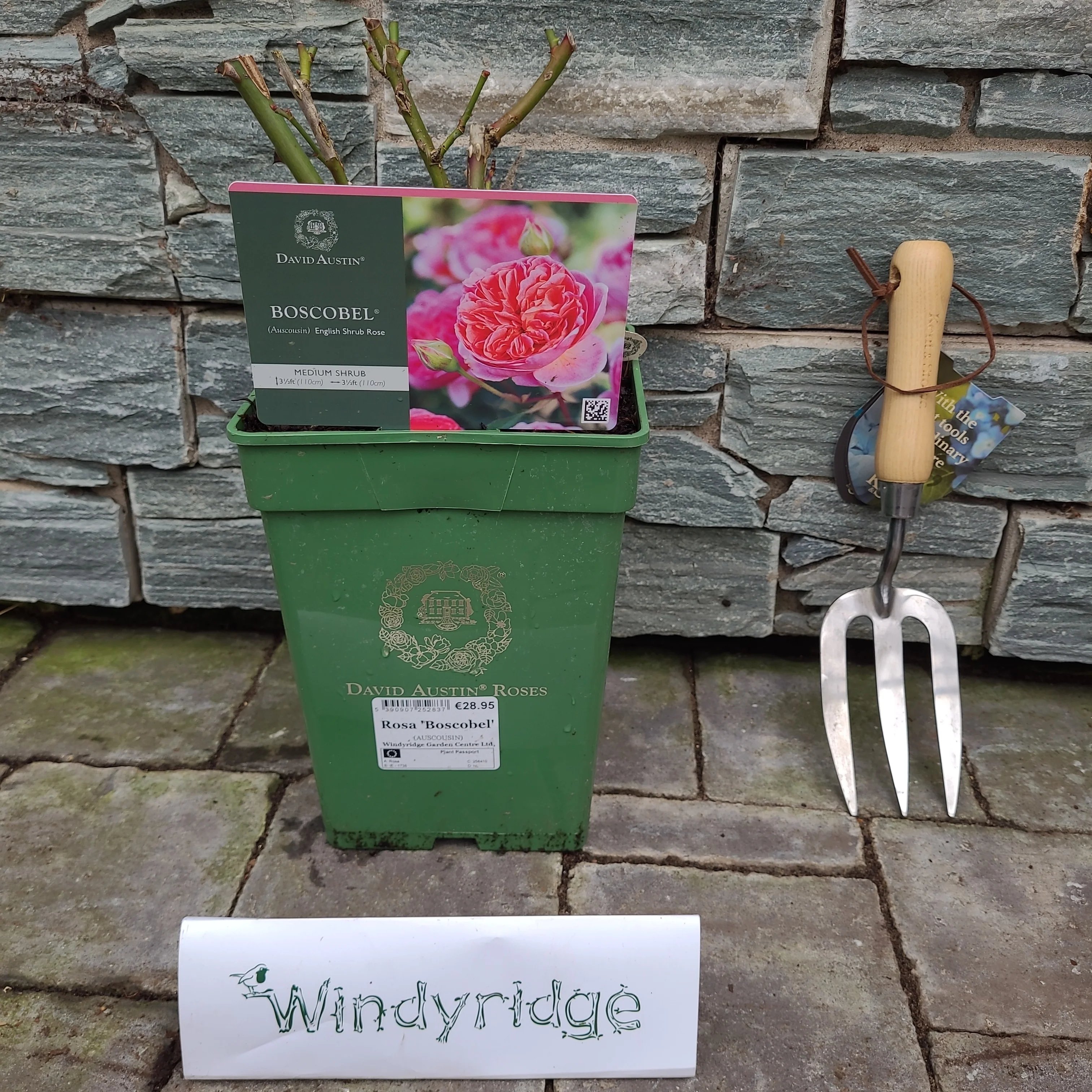 Rosa 'Boscobel' - Image 3