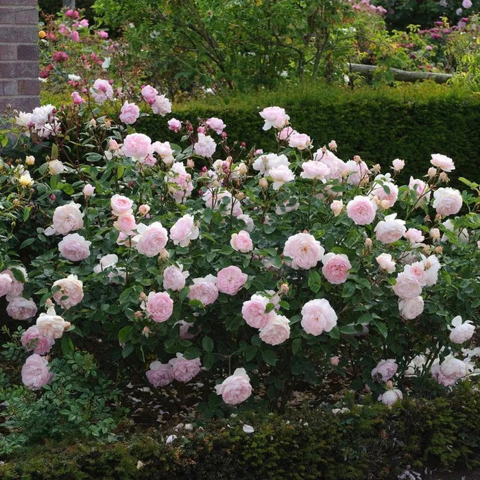 Rosa 'Gentle Hermione' - Image 3