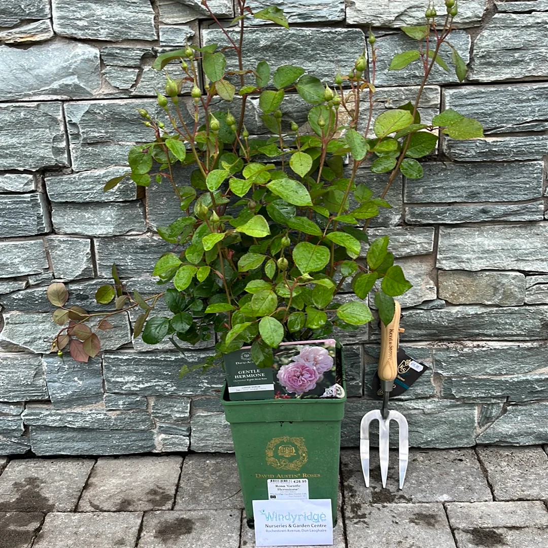 Rosa 'Gentle Hermione' - Image 4
