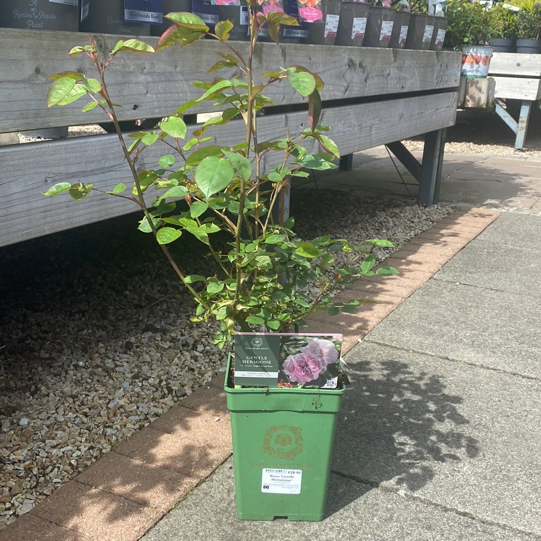 Rosa 'Gentle Hermione' - Image 5