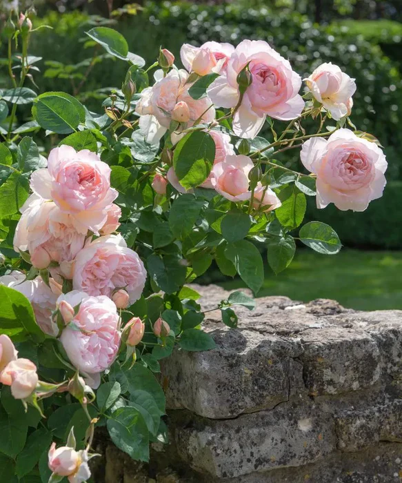 Rosa 'Gentle Hermione' - Image 6