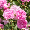 Rosa 'Harlow Carr' - Image 3