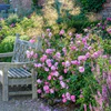 Rosa 'Harlow Carr' - Image 5