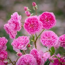Rosa 'Harlow Carr' - Image 6
