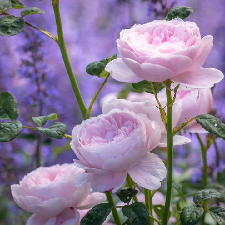 Rosa 'Queen of Sweden' - Image 2
