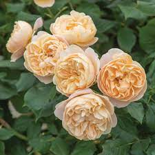 Rosa 'Roald Dahl' - Image 4