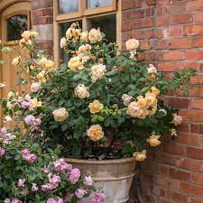 Rosa 'Roald Dahl' - Image 6
