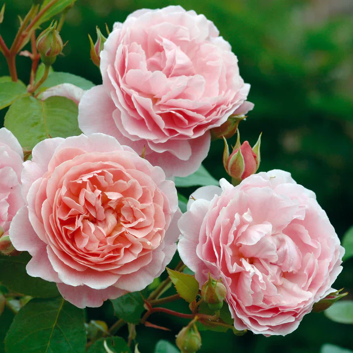 Rosa 'Strawberry Hill' - Image 2