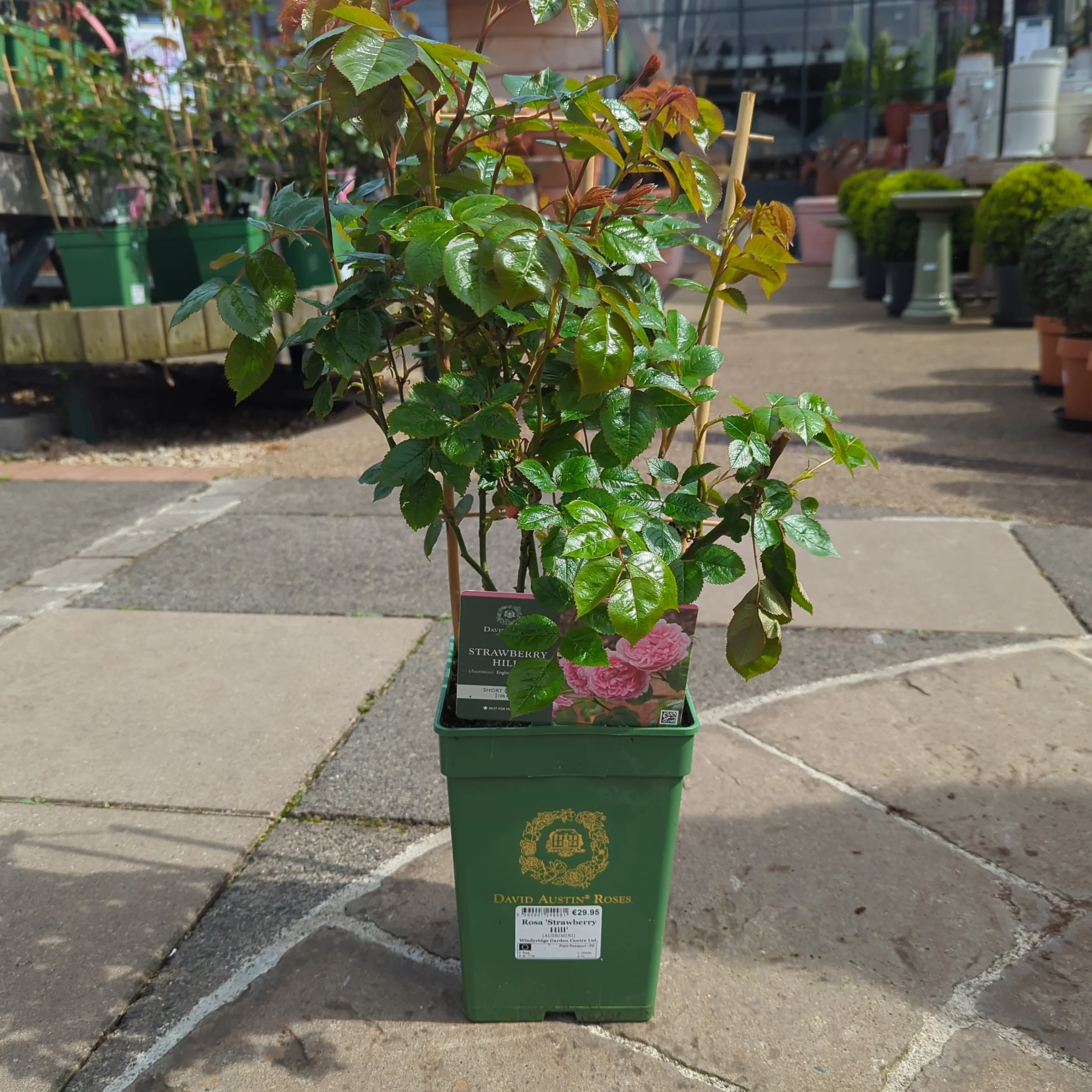 Rosa 'Strawberry Hill' - Image 4
