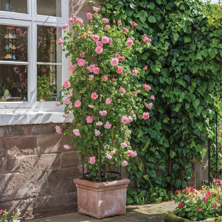 Rosa 'Strawberry Hill' - Image 5