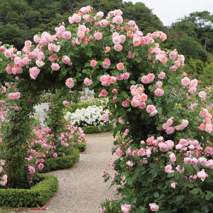 Rosa 'Strawberry Hill' - Image 6