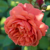 David Austin Rosa Summer Song - Image 2