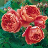 David Austin Rosa Summer Song - Image 3