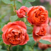 David Austin Rosa Summer Song - Image 4