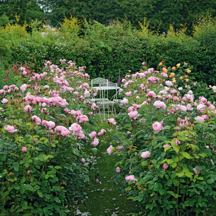 David Austin Rosa The Alnwick Rose - Image 2