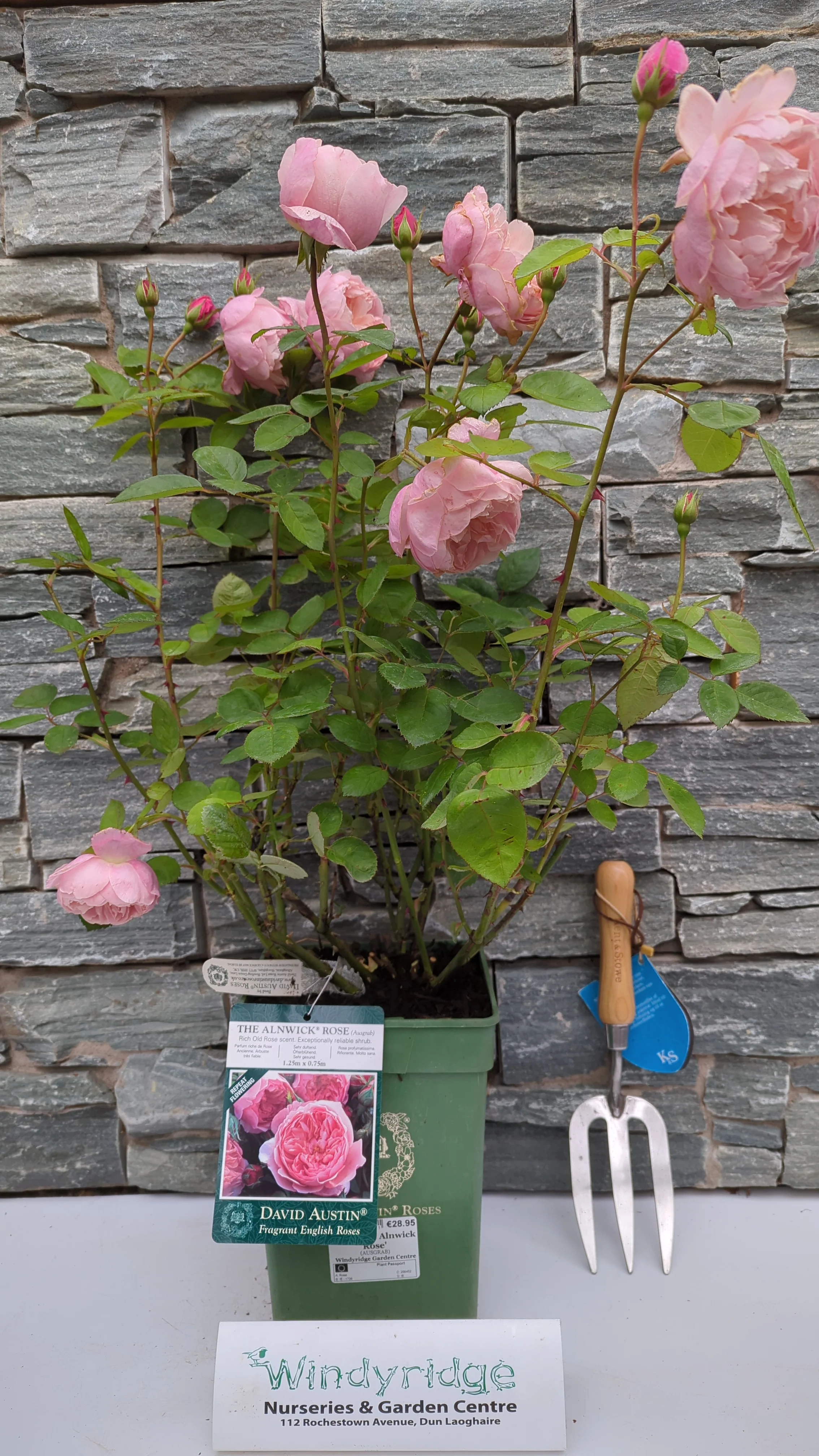David Austin Rosa The Alnwick Rose - Image 3
