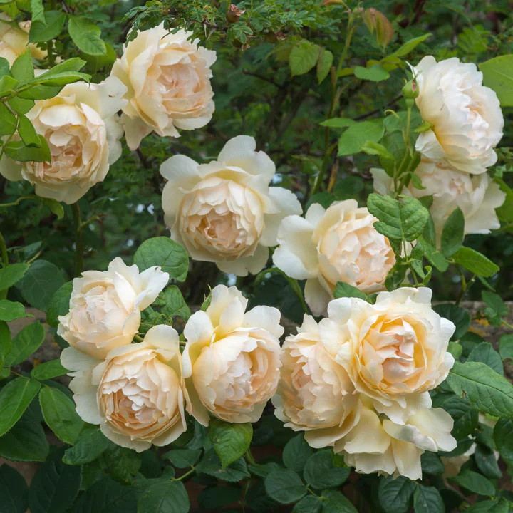 Rosa 'Wollerton Old Hall' - Image 2