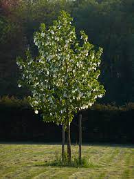 DAVIDIA INVOLUCRATA - Image 2