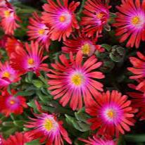 Delosperma Jewel of Desert   P12 - Image 2