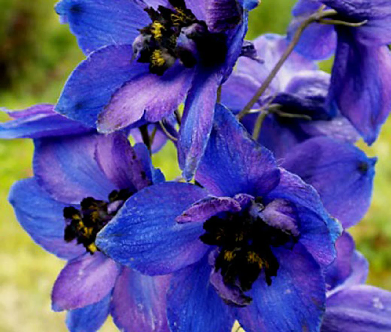 DELPHINIUM Black Knight - Image 2