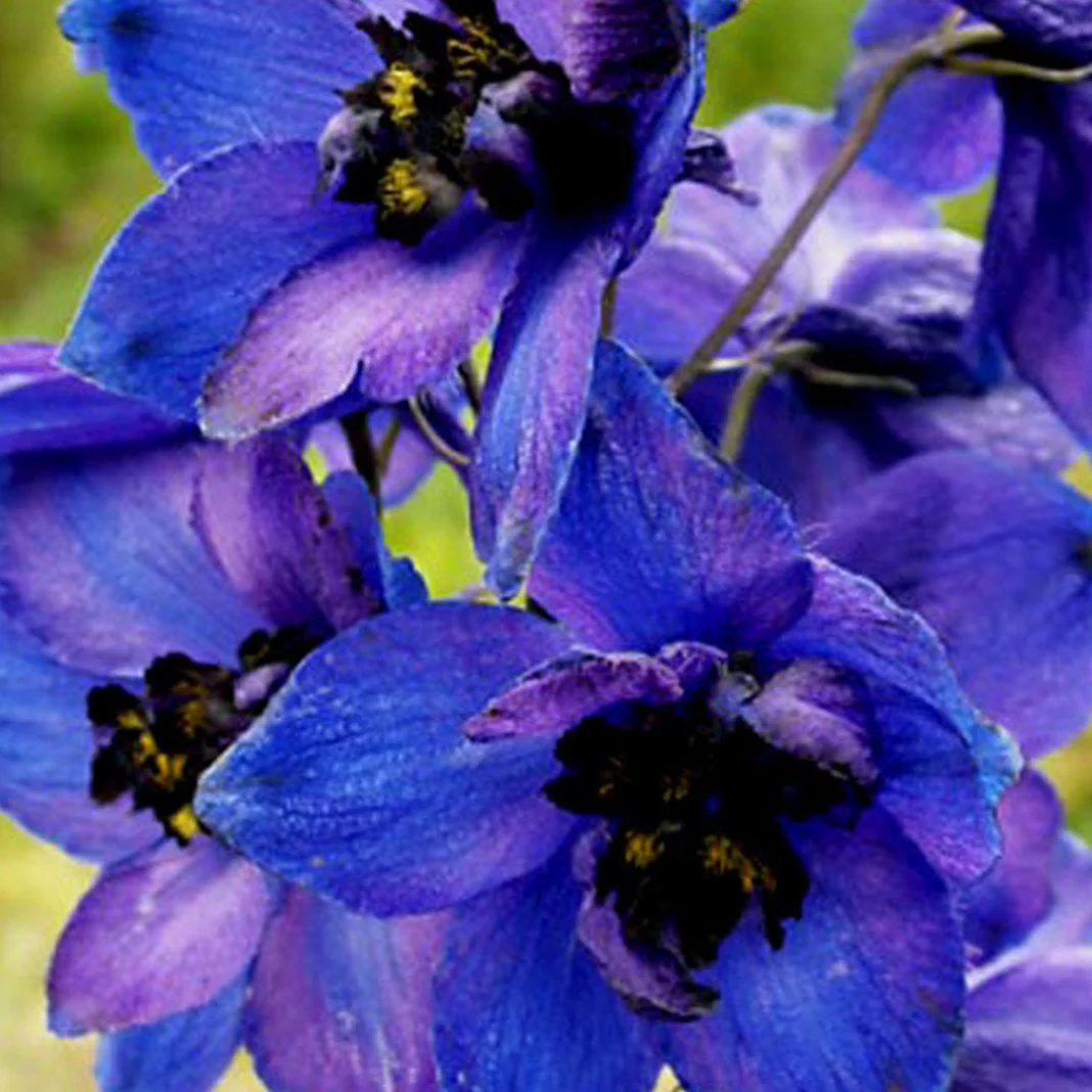 Delphinium Black Knight p.h. - Image 3
