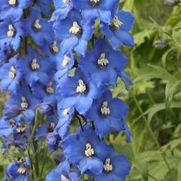 Delphinium 'Blue Bird' - Image 2
