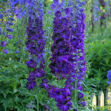 Delphinium c.M.F. D.Blue/Black Bee 2L - Image 3