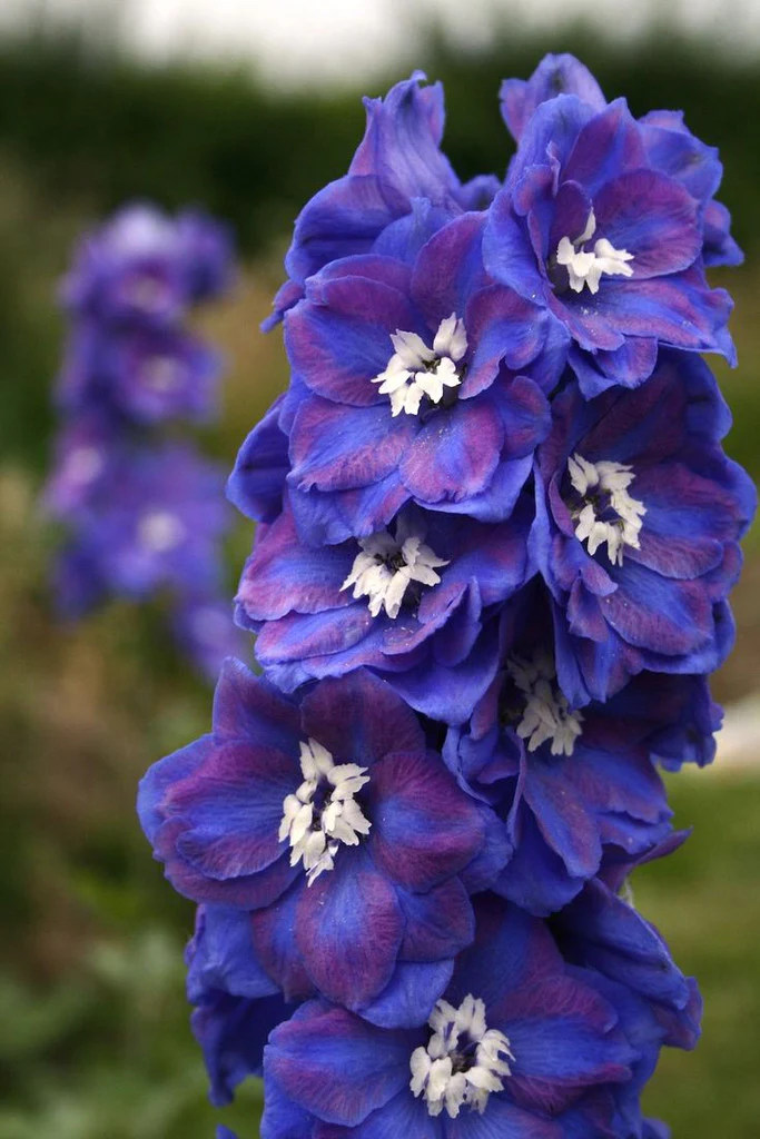 Delphinium Dasante
