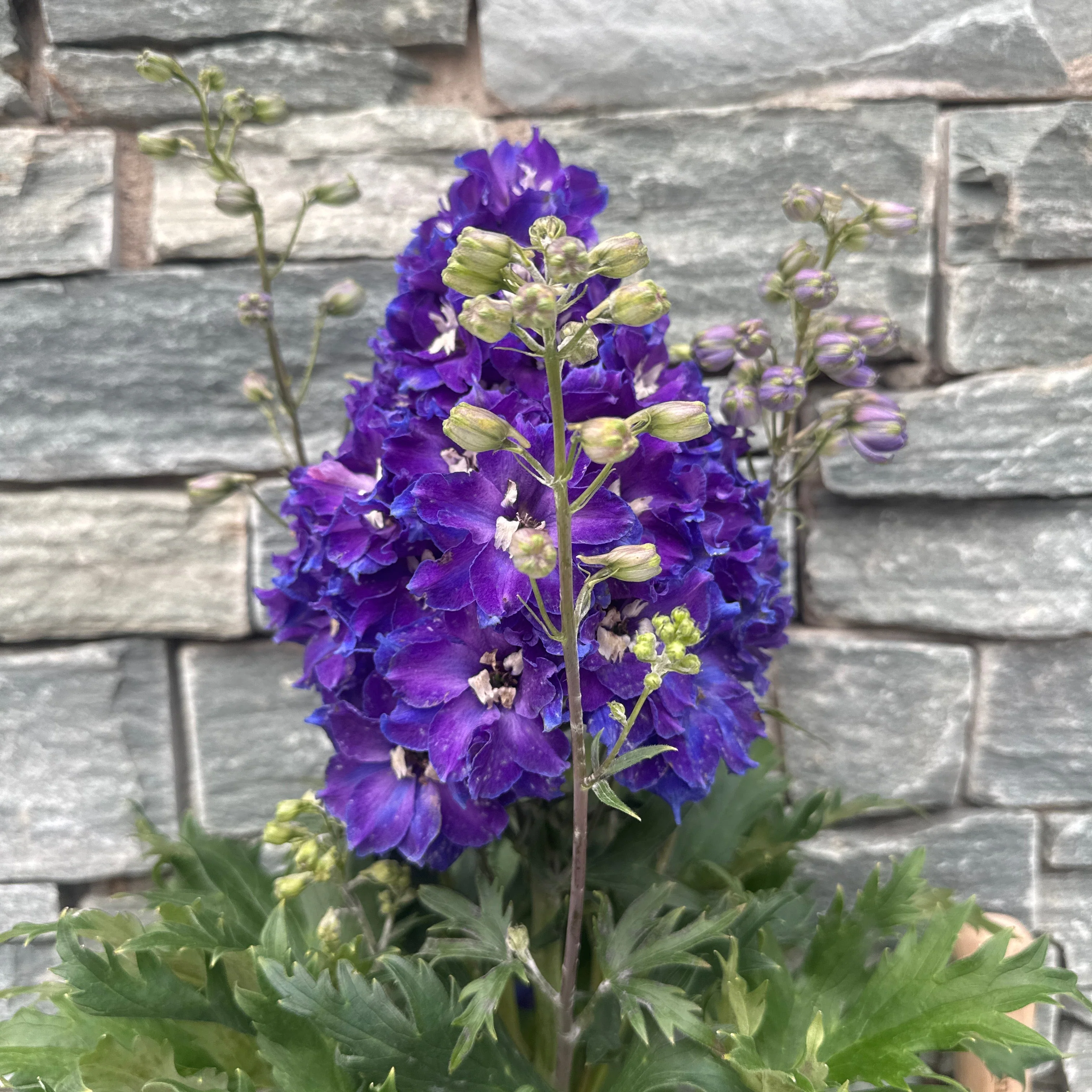 DELPHINIUM Delgenius Glitzy - Image 2