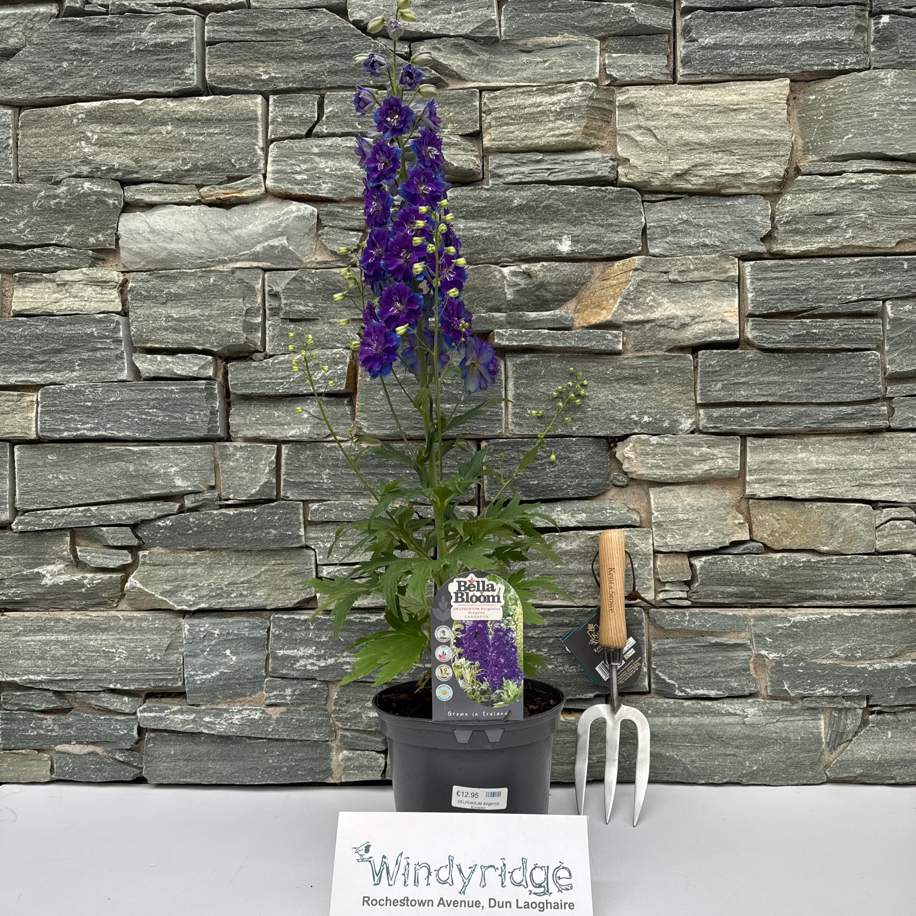 DELPHINIUM delgenius Kingsley