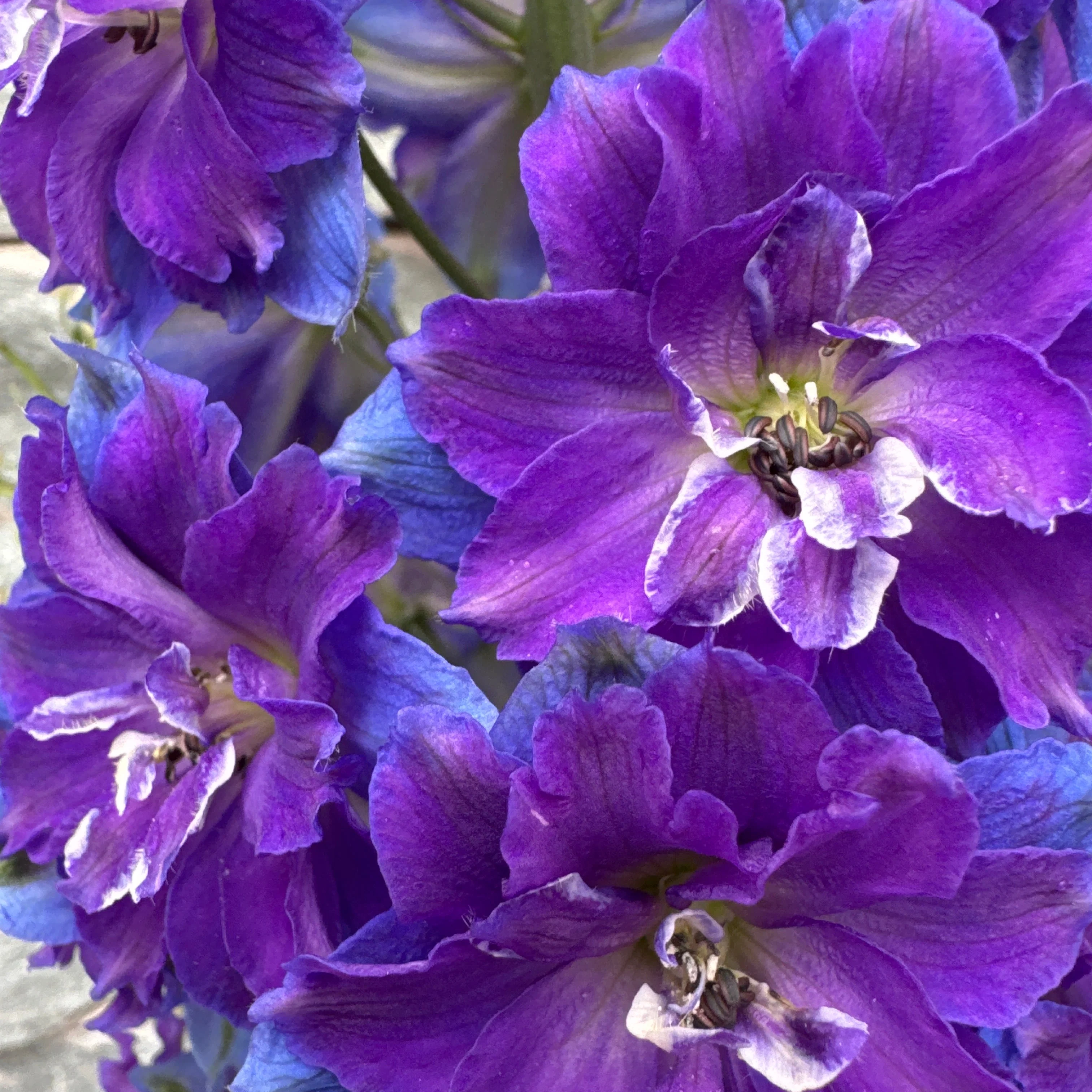 DELPHINIUM delgenius Kingsley - Image 2