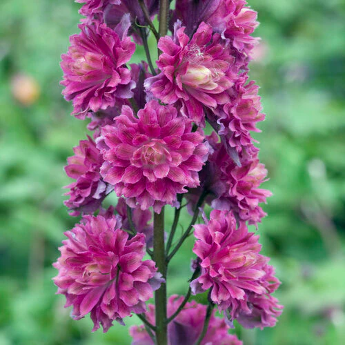 DELPHINIUM elatum Highlander Flamenco