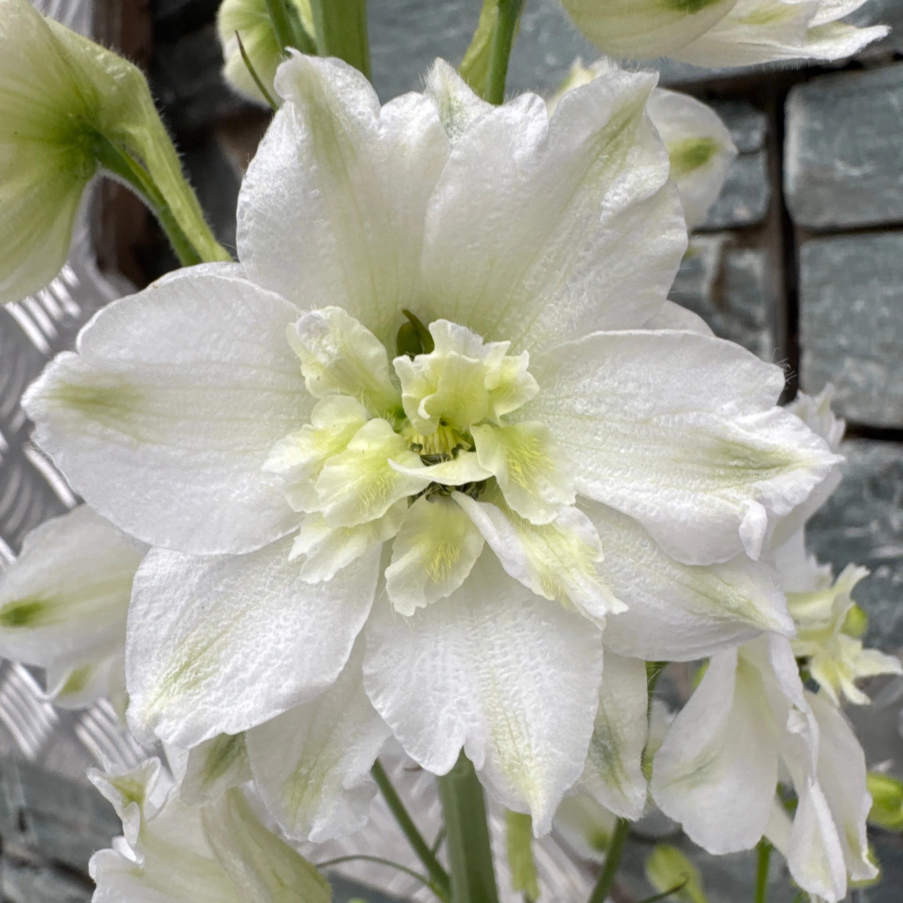 DELPHINIUM elatum Paramo Blanca - Image 2