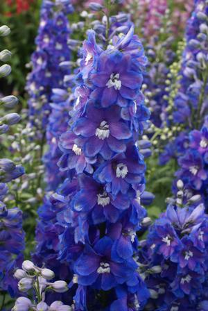 DELPHINIUM Guardian Blue