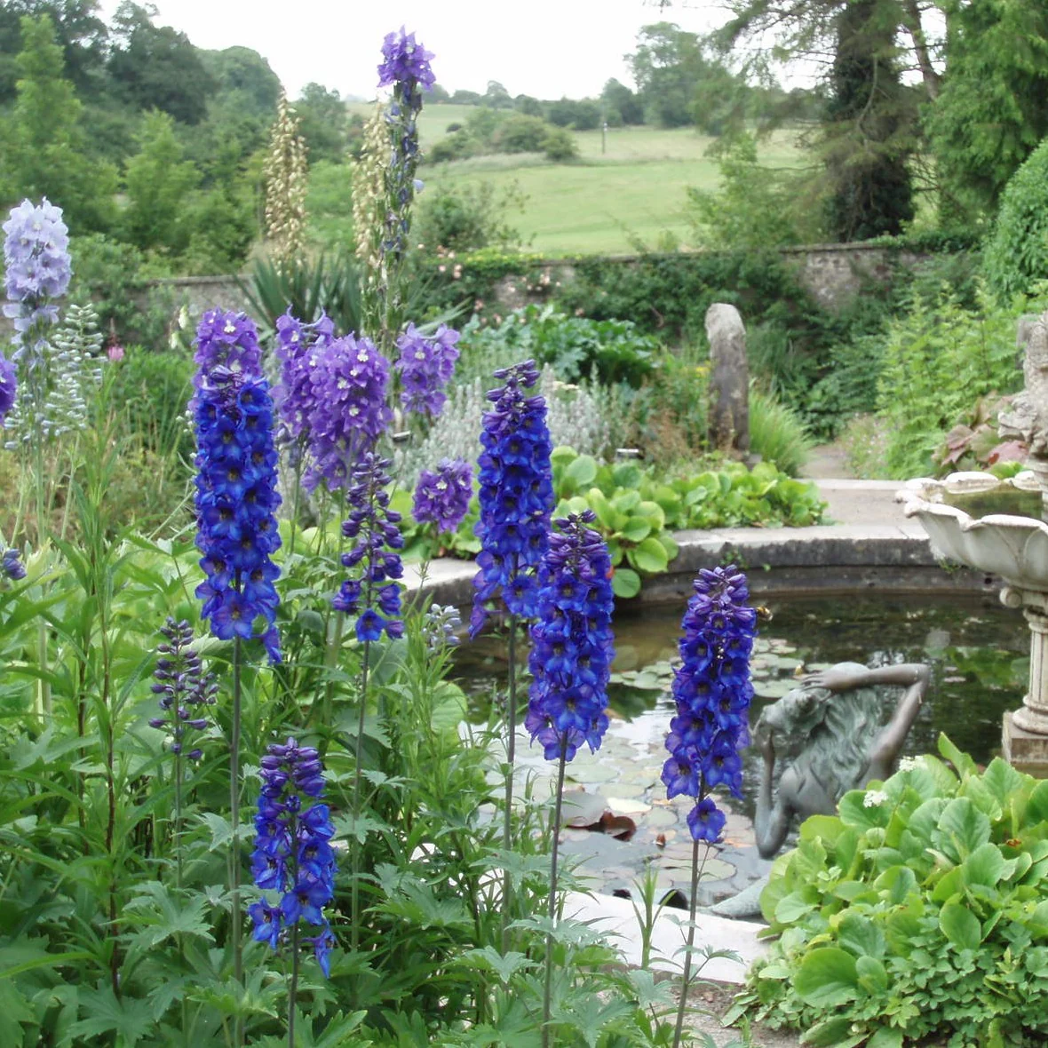 Delphinium 'Guardian Blue'