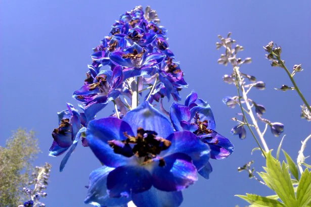 Delphinium 'Guardian Blue' - Image 3