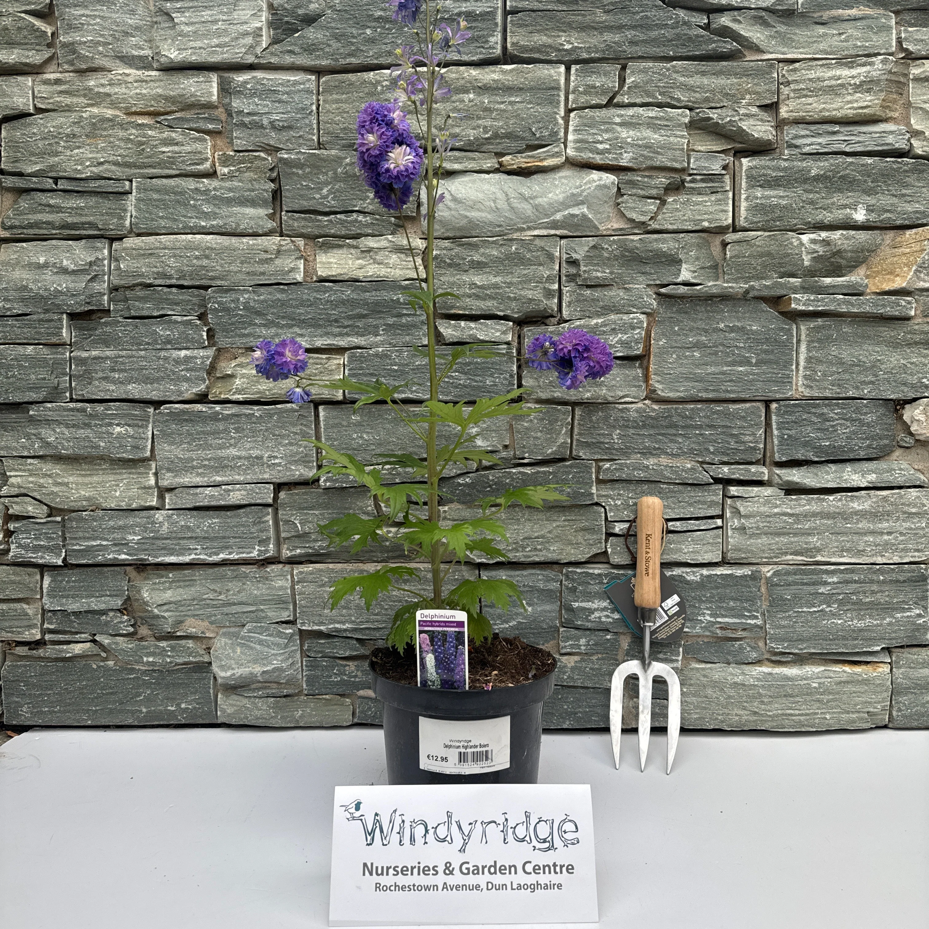 Delphinium Highlander Bolero 3ltr pots - Image 2