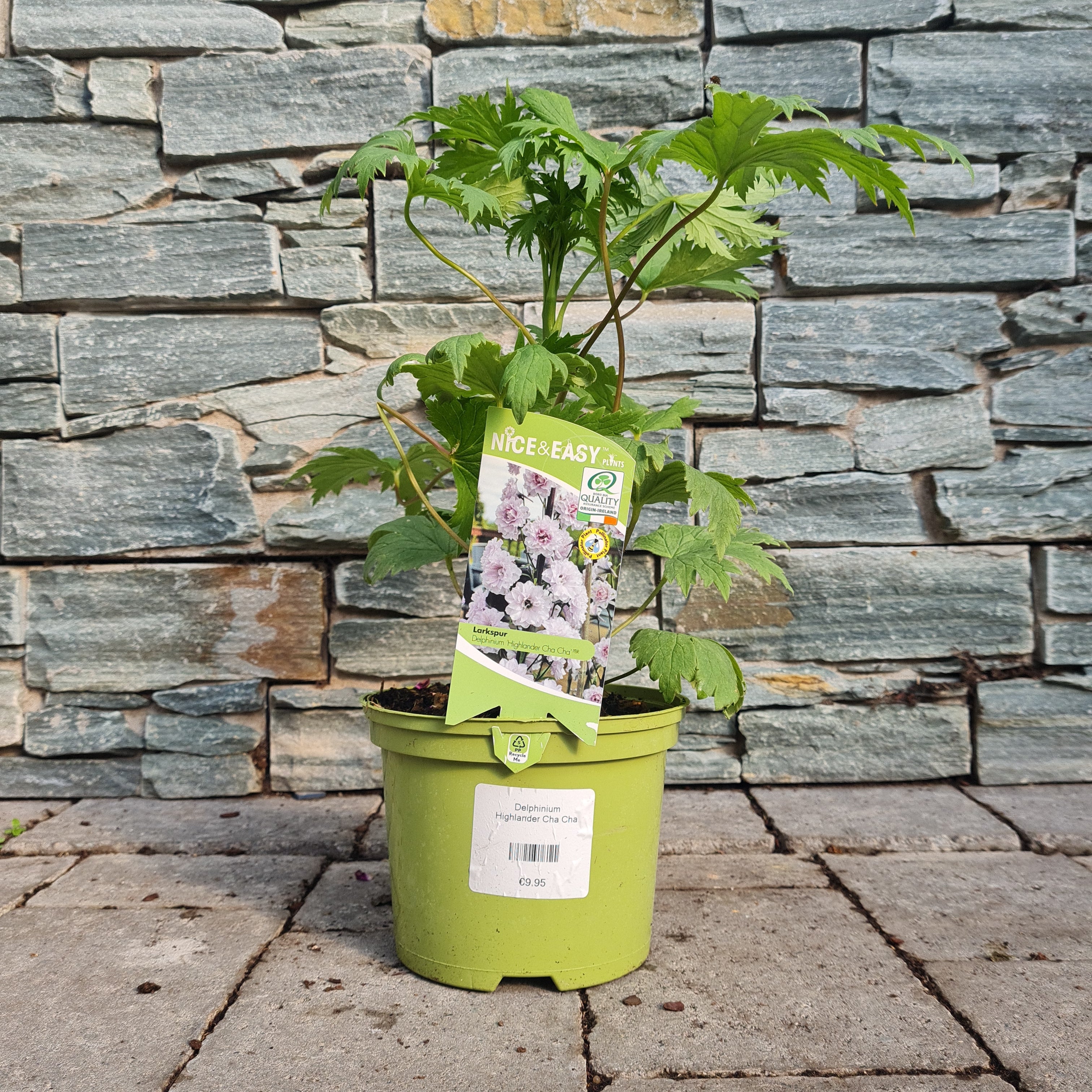 Delphinium Highlander Cha Cha - Image 2