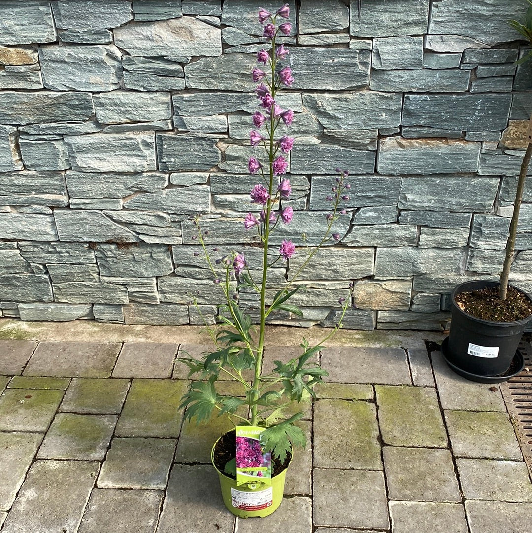 Delphinium Highlander Flamenco - Image 2