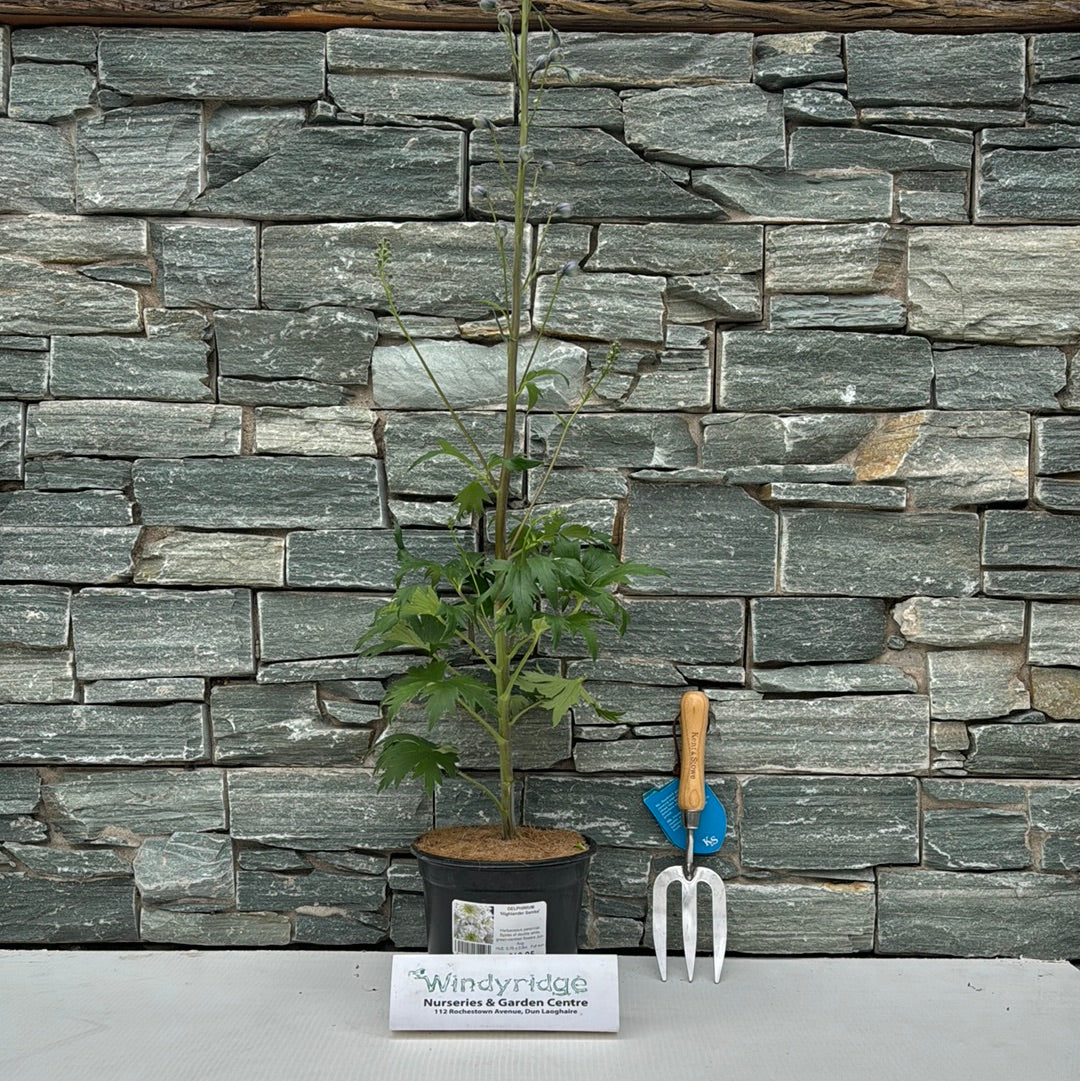 DELPHINIUM  Highlander Samba - Image 2