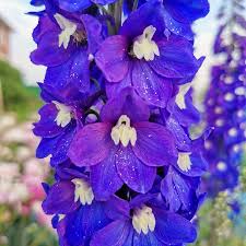 Delphinium MF Dark Blue White Bee 3 Ltr - Image 2