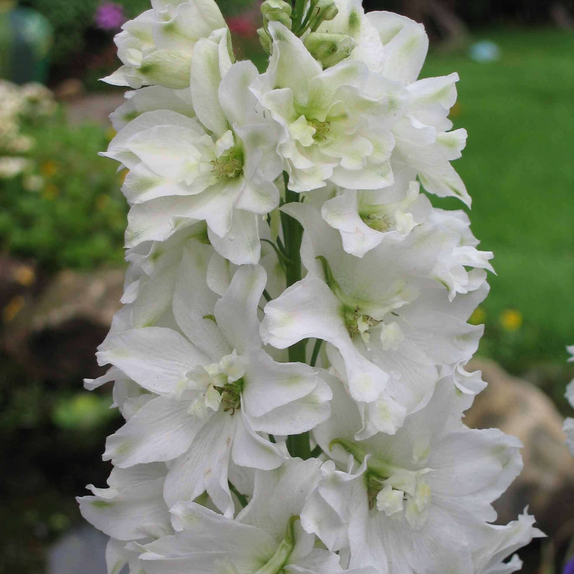 DELPHINIUM Snow White