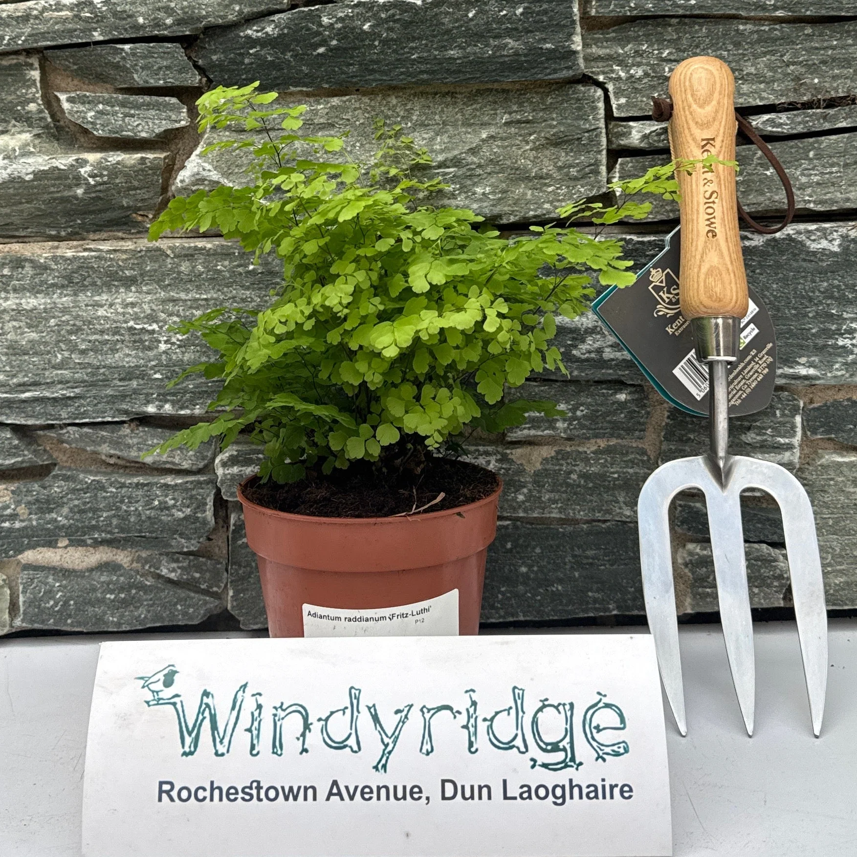 Adiantum raddianum 'Fritz-Luthi' P12