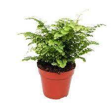 Adiantum raddianum 'Fritz-Luthi' P12 - Image 2