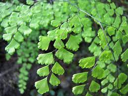 Adiantum raddianum 'Fritz-Luthi' P12 - Image 3